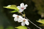 2010_04030016_640.JPG