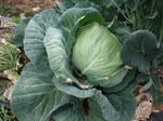 2010_04040008_640.JPG