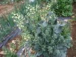 2010_04040012_640.JPG