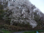 2010_05040053_640.JPG