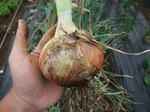 2010_05290007_640.JPG
