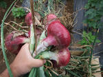 2010_05290009_640.JPG