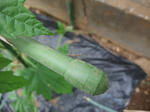 2010_05290002_640.JPG