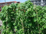 2010_07100002_640.JPG