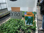 2010_05040060_640.JPG