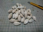 2010_10110027_640.JPG