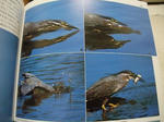 2011_02060024_640.JPG