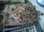 2011_02130011_640.JPG