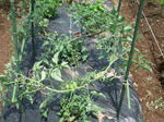 2011_06040001_640.JPG