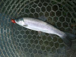 2011_08190020_640.JPG