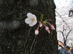 2012_04070017_640.JPG