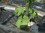 2012_05190021_640.JPG