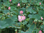 2012_08170054_640.JPG
