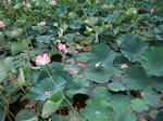 2012_08170057_640.JPG
