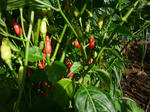 2012_09090001_640.JPG