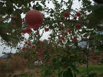 2012_11240004_640.JPG