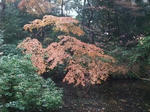 2012_12160054_640.JPG