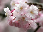 IMG_2051_640.jpg