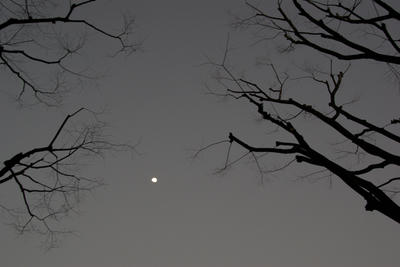 枯れ木と月