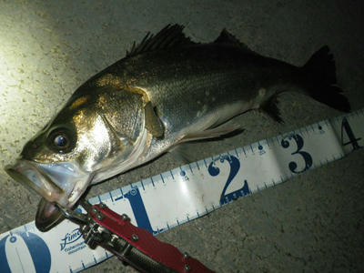 フィッシュグリップ