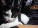 100501_cat2.jpg