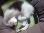 100505_cat2.jpg