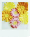 flower20.gif