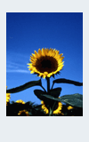 flower05.gif