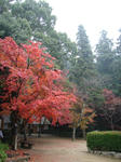 DSC00240.JPG