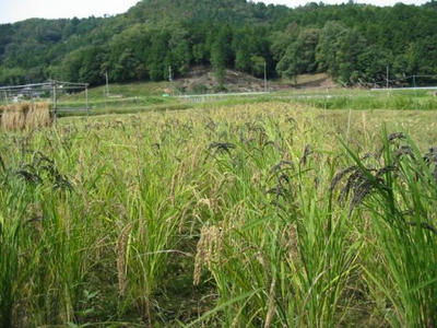 housaku.jpg