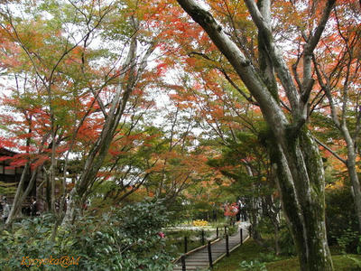 momiji3.jpg