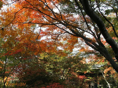 momiji6.jpg