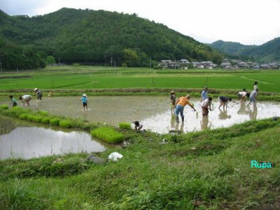 taue.jpg