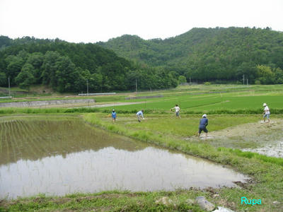 sirokaki2008.jpg
