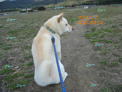 kitakazewanko.jpg