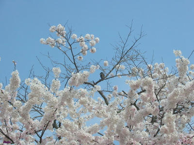 touemonsakura1.jpg