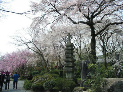 touemonsakura2.jpg