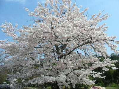 touemonsakura4.jpg