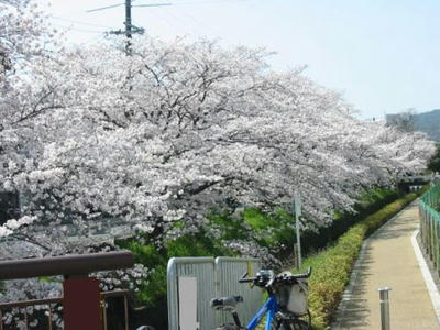 sakura05-arisugawa.jpg