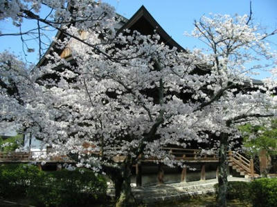 sakura05-kouryuji.jpg