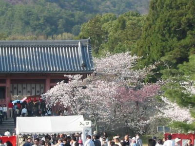 sakura05-ninnaji.jpg