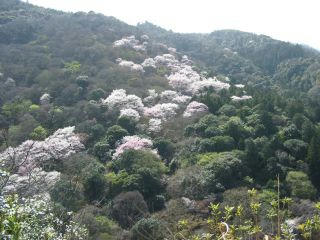 sakuraarasiyama.jpg