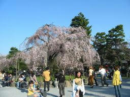 sakuraarasiyamasidare.jpg