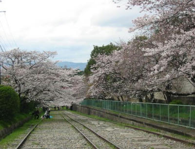 sakurakeage.jpg