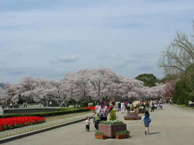 sakurashokubutuen.jpg