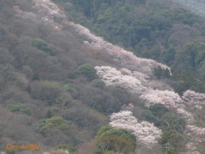 sakura2.jpg