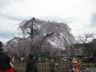 sakura3.jpg