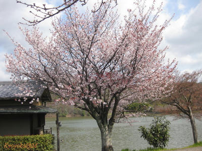 hirosawasakura.jpg