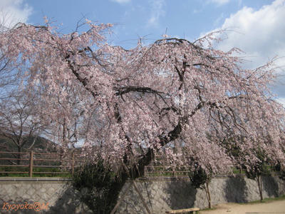 sakurakouen.jpg