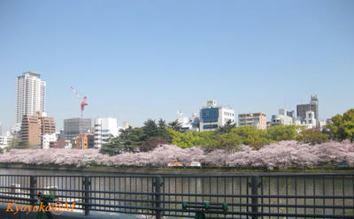 ookawa.jpg